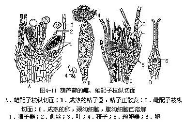 葫芦藓在生殖季节里,生殖器官成熟时,精子器的精子逸出,借助水游到颈