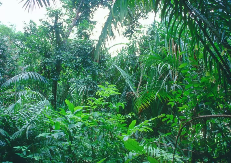 印度尼西亚热带雨林