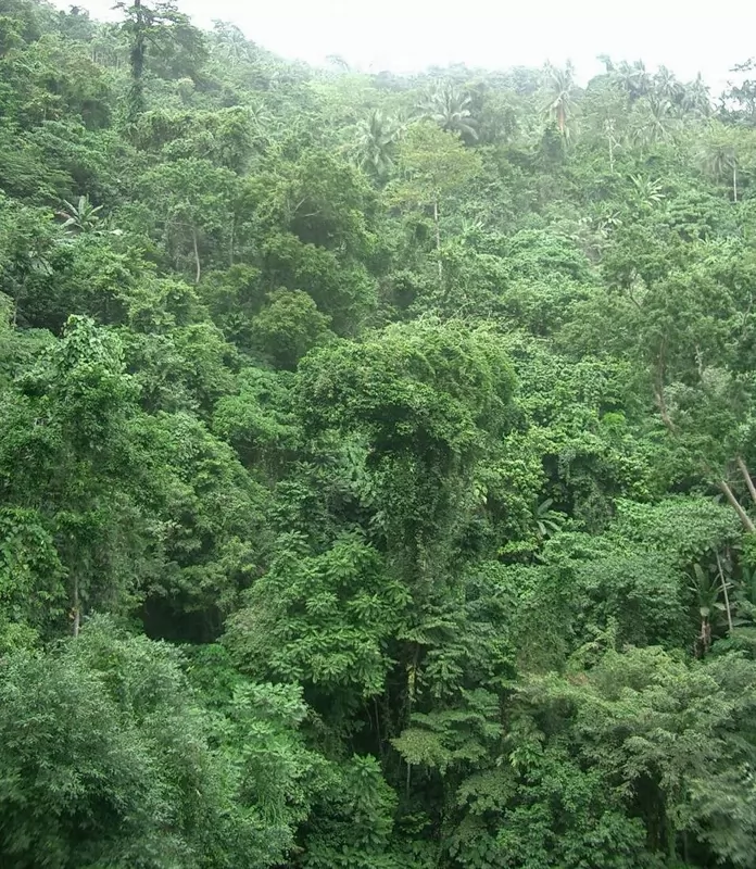 巴西热带雨林