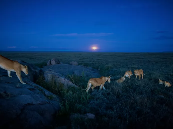 ׸ǵٴԭʨȺ--Serengeti Lions