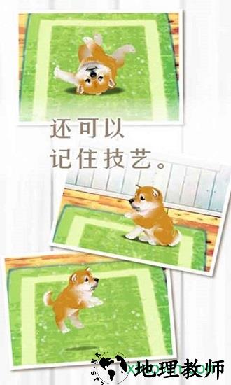 养育柴犬的治愈手游 v1.0 安卓版 0