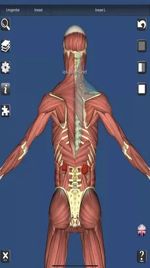 anatomy learning(人卫3d解刨学) v2.1.349 安卓版 2