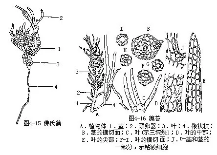 葫芦藓颈卵器结构简图图片