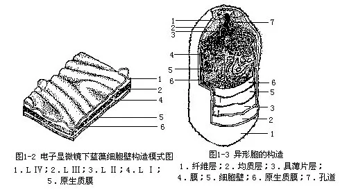 蓝藻植物体有单细胞的,群体的和丝状体(filament)的